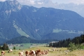 Village Camps International Summer Camp LTC, Leysin 2010-07-19