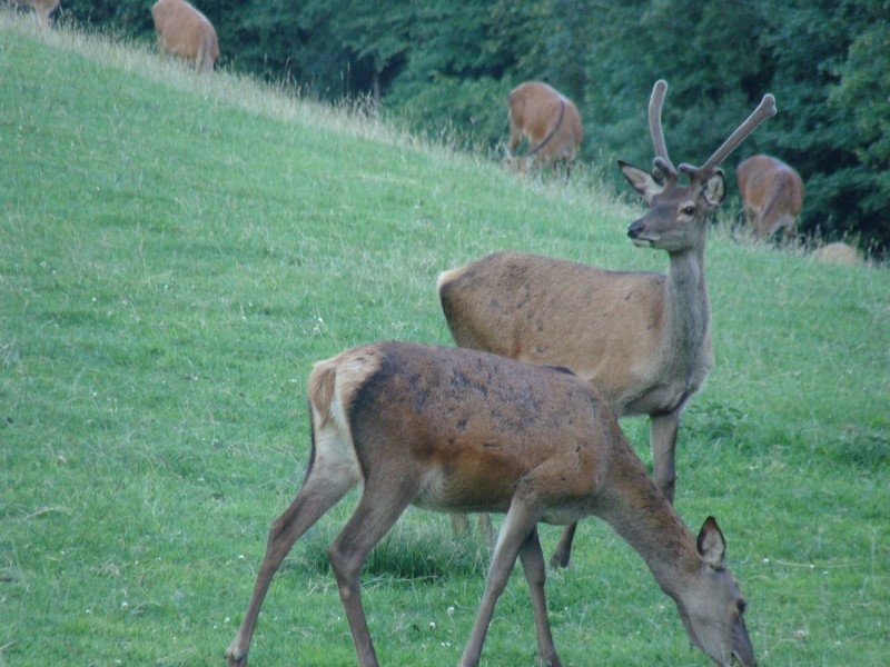 Village Camps International Summer Camp LTC, Leysin 2024-07-22 https://www.villagecamps.com/journals_admin/images/319-5-DSC01672.jpg