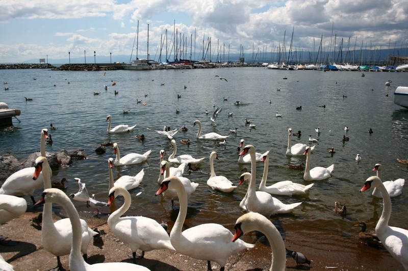 Village Camps International Summer Camp LTC, Leysin 2024-07-22 https://www.villagecamps.com/journals_admin/images/476-5-IMG_8473.jpg