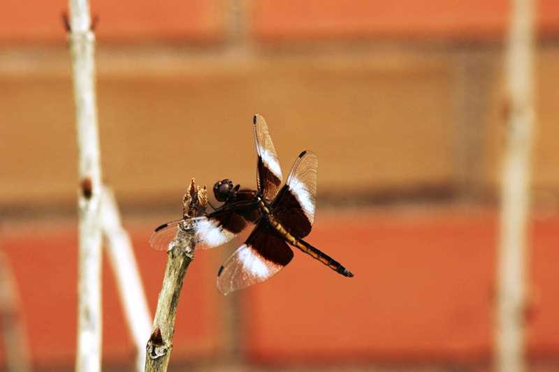 Village Camps International Summer Camp Boston, USA 2015-08-01 https://www.villagecamps.com/journals_admin/images/1105-34-@31e.jpg