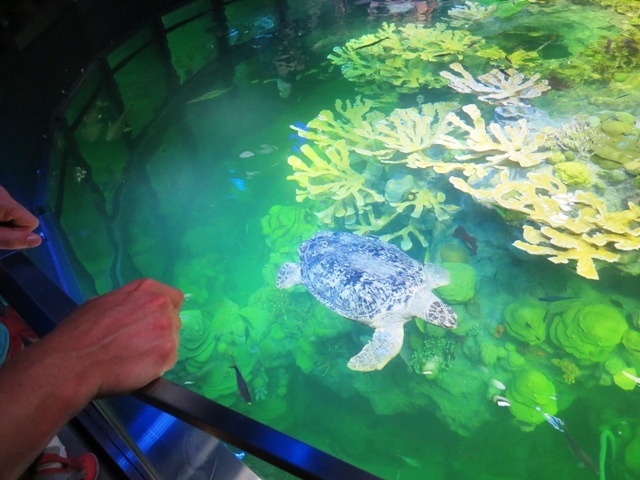 Village Camps International Summer Camp Boston, USA 2015-08-01 https://www.villagecamps.com/journals_admin/images/854-10-IMG_0363.jpg