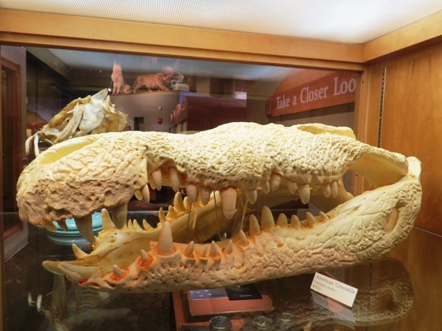 Village Camps International Summer Camp Boston, USA 2015-08-01 https://www.villagecamps.com/journals_admin/images/858-10-IMG_0663.jpg