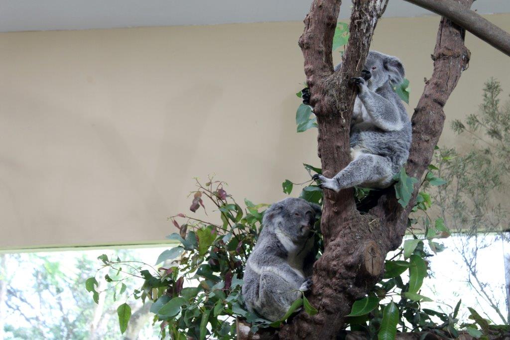 Village Camps International Summer Camp VDC Singapore 2017-07-28 https://www.villagecamps.com/journals_admin/images/1237-7553-IMG_9768.jpg